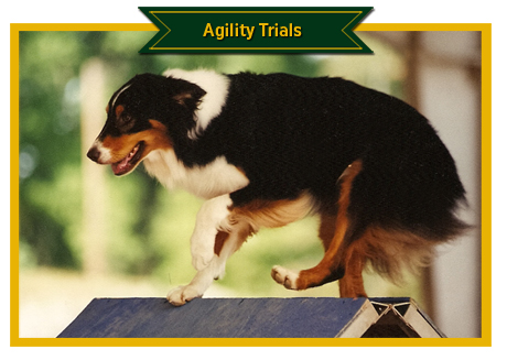 Agility Photos