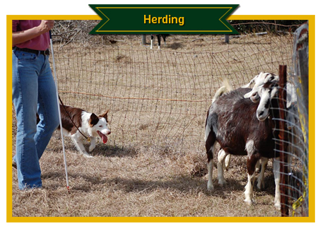 Herding Photos