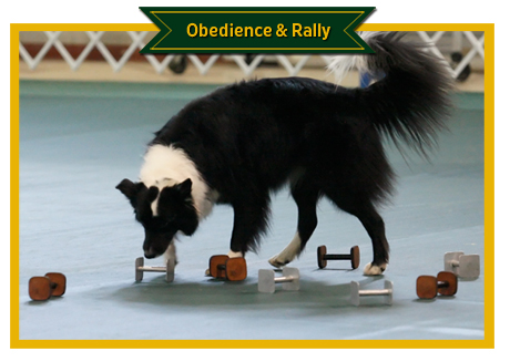 Obedience Photos