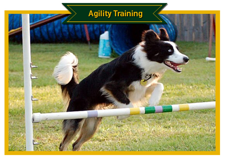 Agility Training