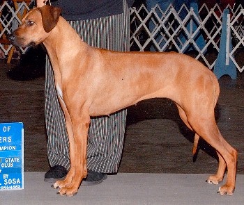 Ch Kalahari Zarina Maleka NA, NAJAF, NAP, NJP