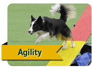 Agility