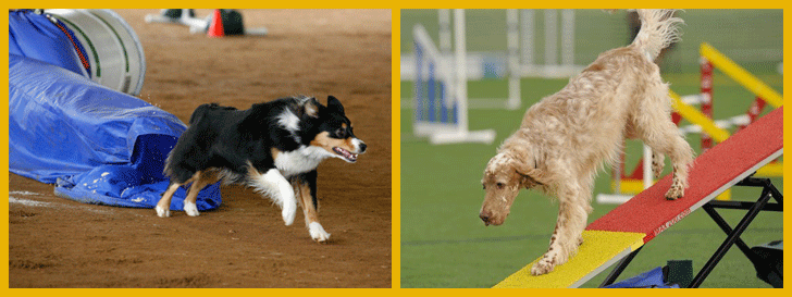 Agility