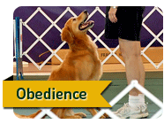 Obedience